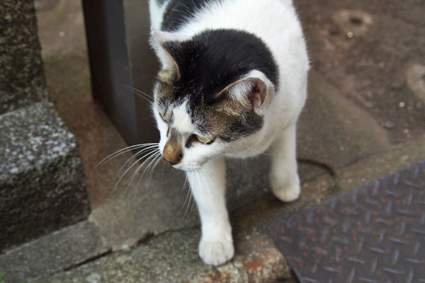 あっちへ　しろまる