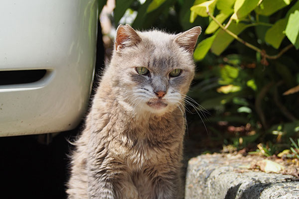 まだ起動してない グリ