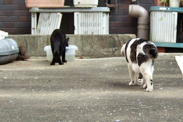 水飲むモノタの所へセイ