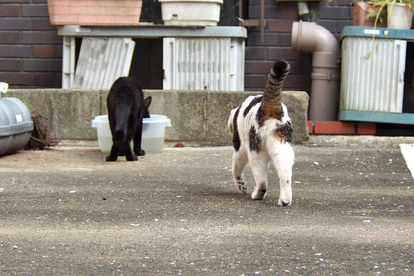 しっぽ上げるセイ