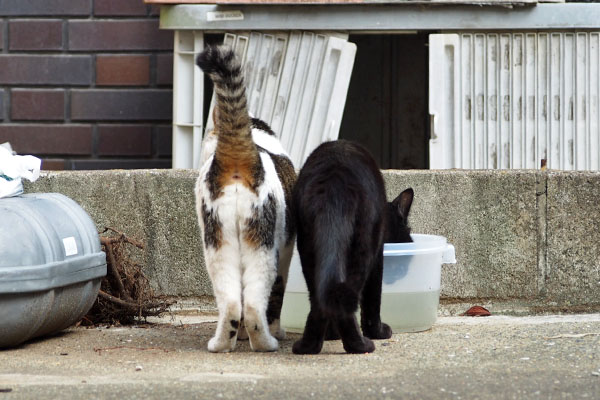 並ぶ セイとモノタ