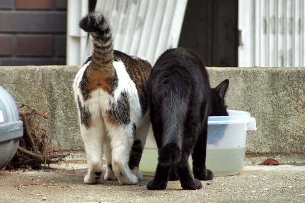 セイも水を飲む