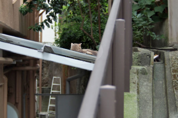 グリ 横になる後ろ姿