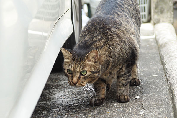 考える　シマヲ
