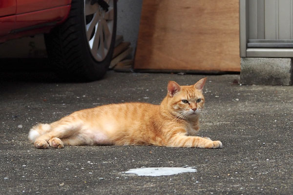 リラックス　そらちゃん