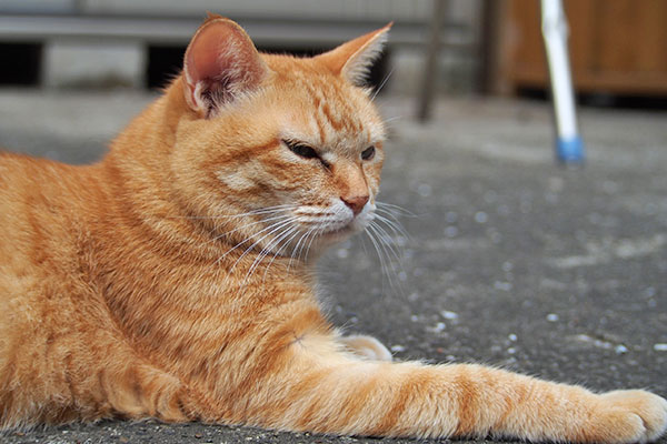 シマヲ発見　そらちゃん