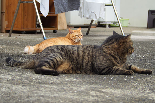 そっと　シマヲ