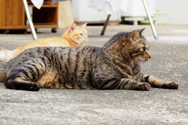 嬉しい　シマヲ