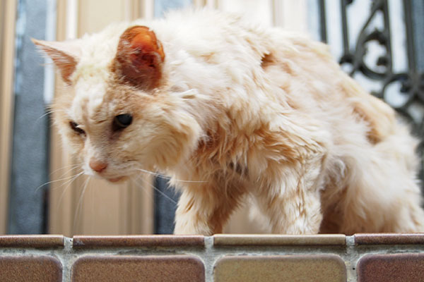 行くで　ナリコ