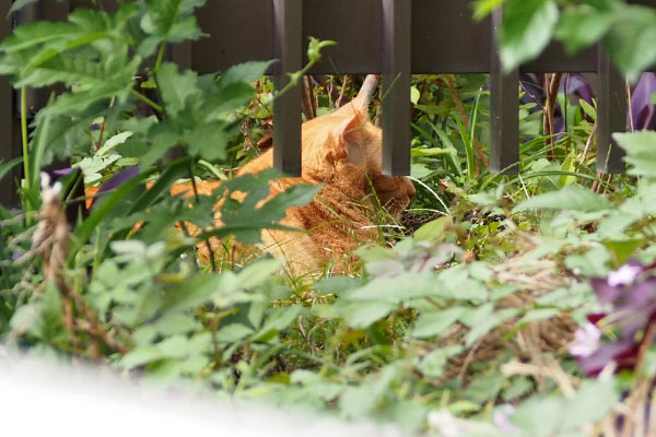 ルーカス　発見