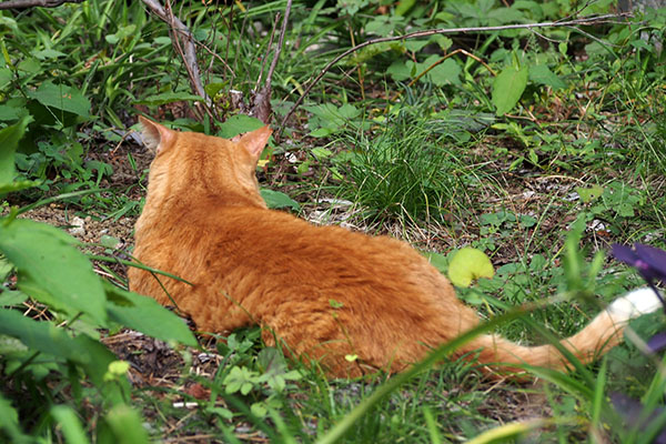 ルーカス　背中温め中