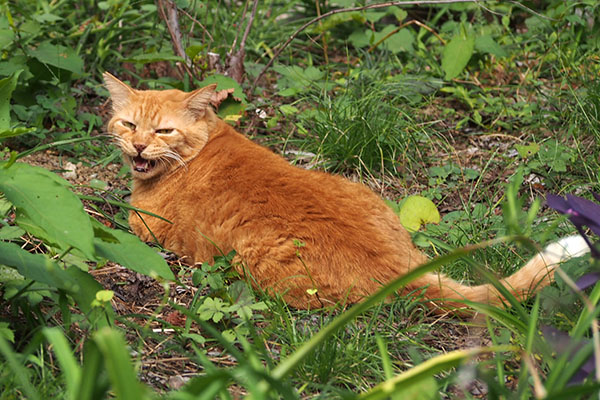ルーカス　文句言う