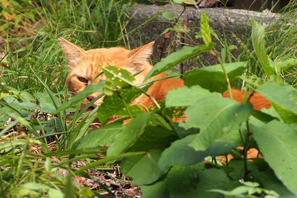 ルーカス　厳しい目