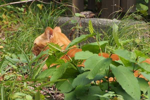 ルーカス　耳だけこっち