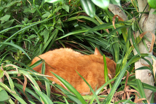 ルーカス　翌日