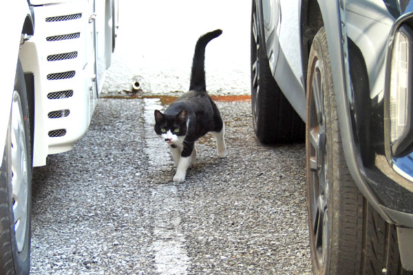 こまち 走って来た