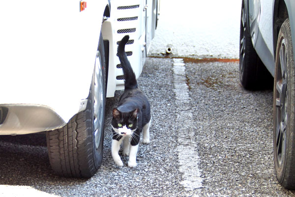 こまち しっぽ上