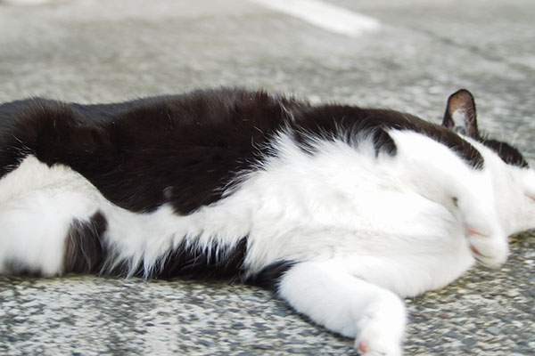 目の前でごろん こまち