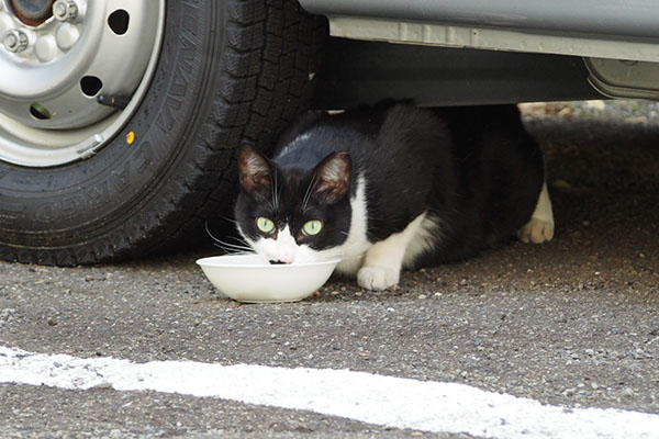 こまち 警戒しつつ