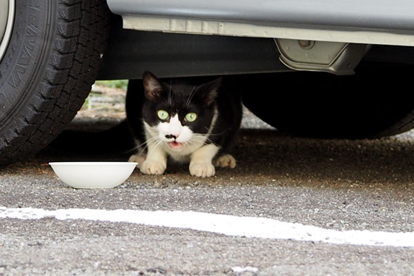 こまち 食べ終わった
