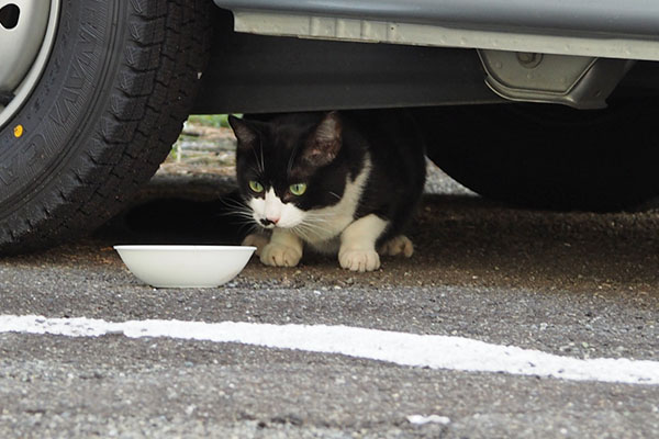 こまち お皿確認