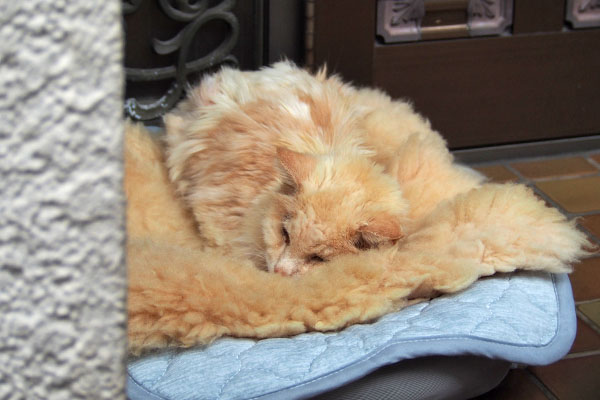 同じ色　寝てるナリコ