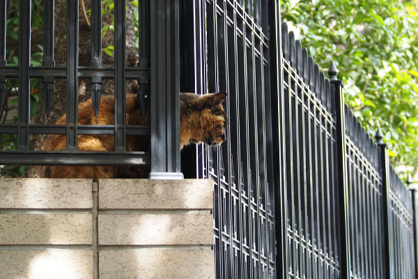 周りを警戒 ロミ