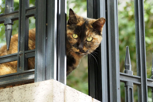 あらどーも ロミ