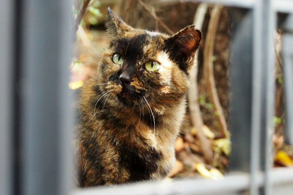 また上にジャンプか ロミ