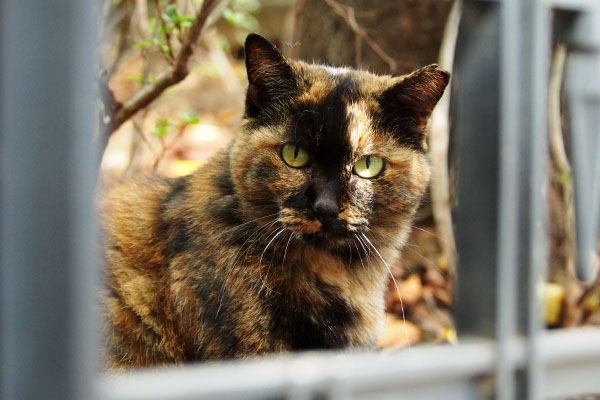 少しオコなロミ