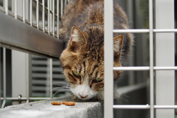 カリカリ挑戦 サーヤ