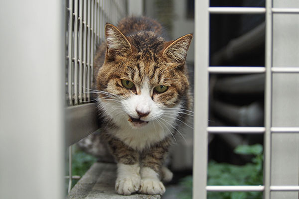 怪訝な顔 サーヤ