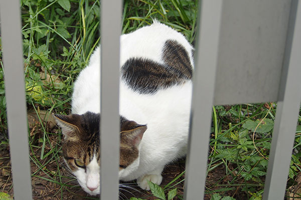 食べる　ルーフ