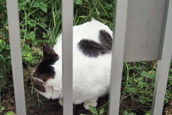 ハート　ルーフ