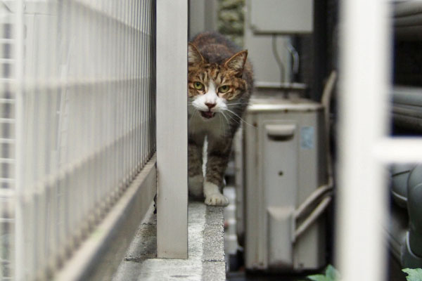 サーヤ　居まーす