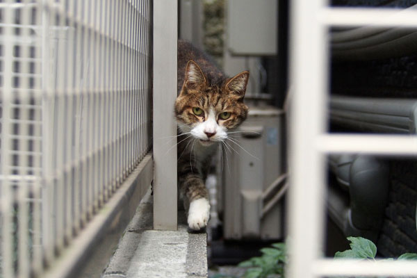 サーヤ　ひょい