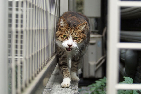 サーヤ　にゃー