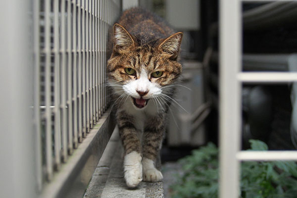 サーヤ　にゃー強め