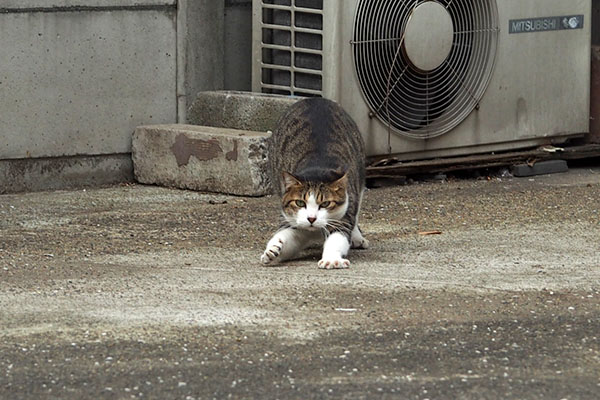 コルビ　前足伸ばす