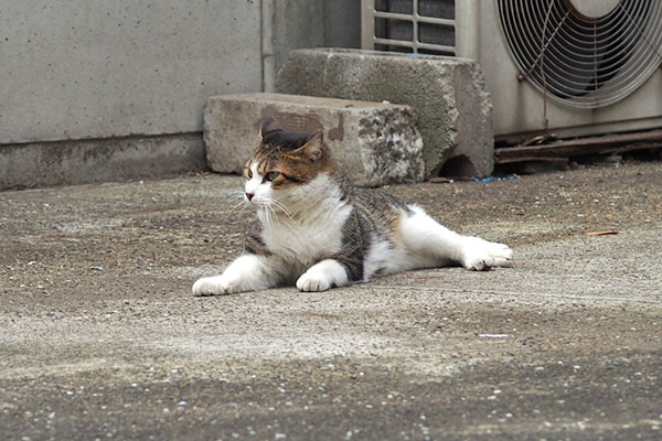 コルビ　あれは