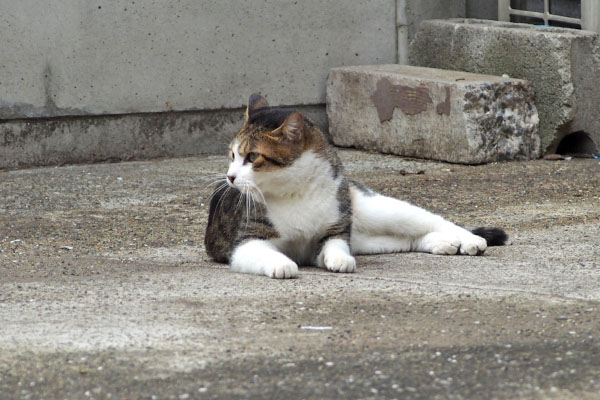 コルビ　気になる