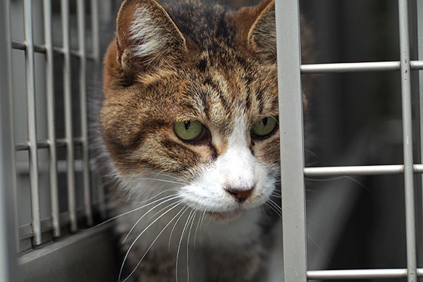 サーヤ　どした