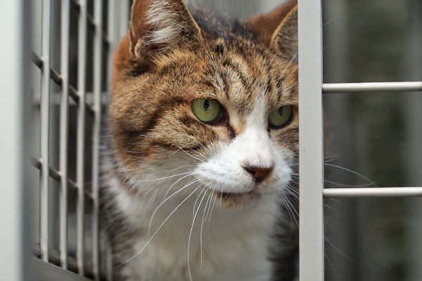 サーヤ　顔上げて