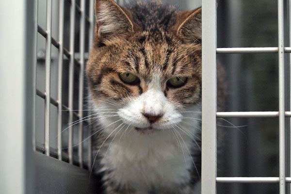 サーヤ　少し考えて