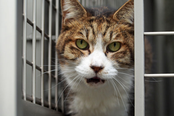 サーヤ　ナー終り