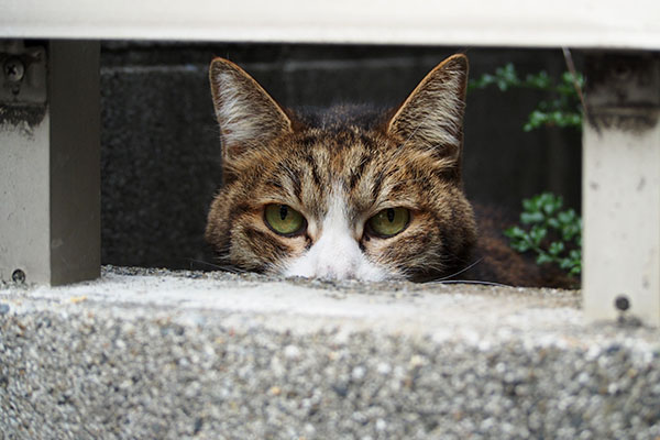 サーヤ　ここがテーブル