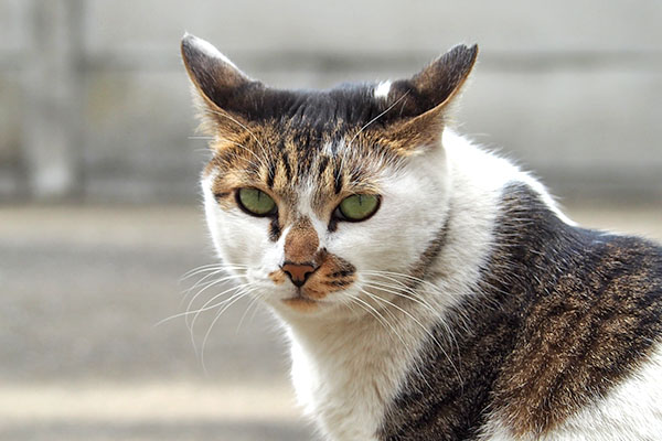 イカ耳でどよんな目セイ