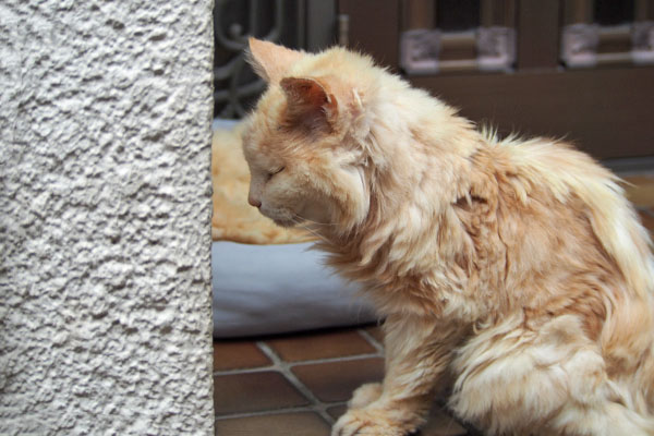 壁に向かって　ナリコマ君