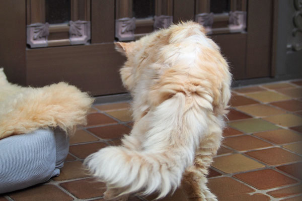 自慢のしっぽ　ナリコ