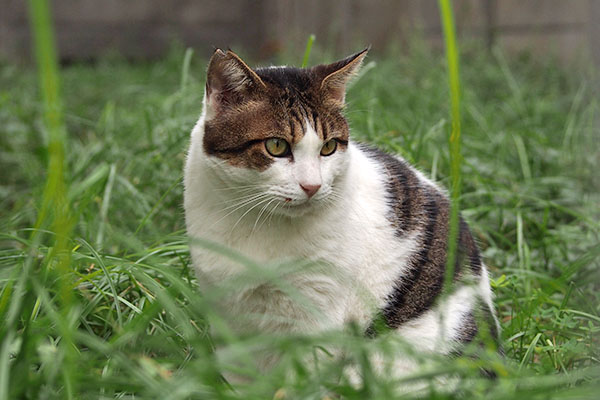 食べ終わると離れる　ルーフ